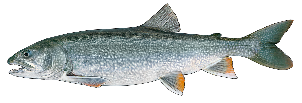 4. Shifting Diets of Lake Trout in Northeastern Lake Michigan 