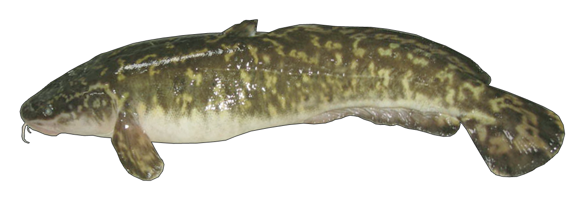 5. Burbot Growth and Diets in Lakes Michigan and Huron: An Ongoing Shift from Native Species to Round Gobies