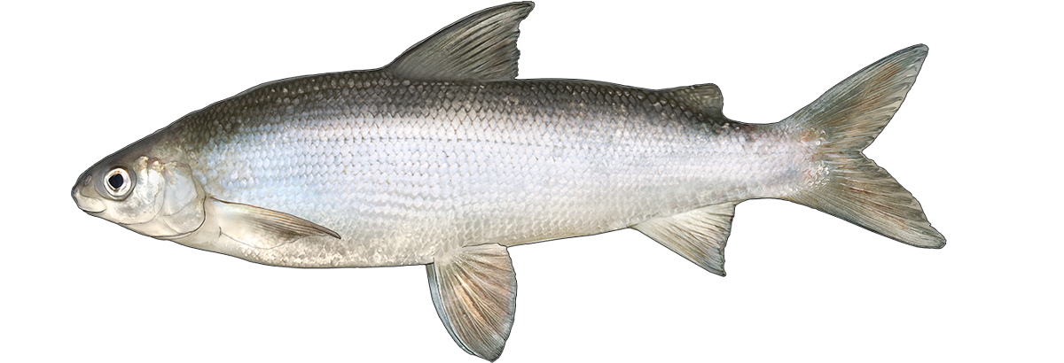 6. Winter distributional overlap facilitates lake whitefish (Coregonus clupeaformis) piscivory on invasive round gobies (Neogobius melanostomus) in Green Bay, Lake Michigan. 