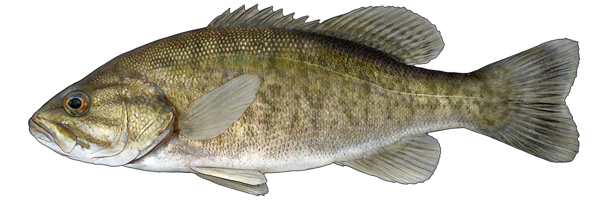 3. Comparison of diets for Largemouth and Smallmouth Bass in Eastern Lake Ontario using DNA barcoding and stable isotope analysis