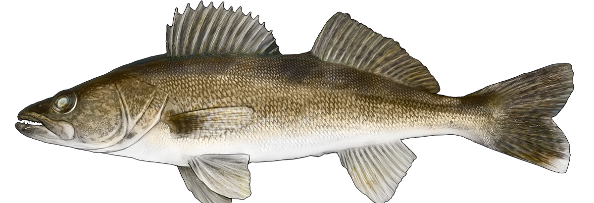 7. Feeding ecology of the walleye (Percidae, Sander vitreus), a resurgent piscivore in Lake Huron (Laurentian Great Lakes) after shifts in the prey community.
