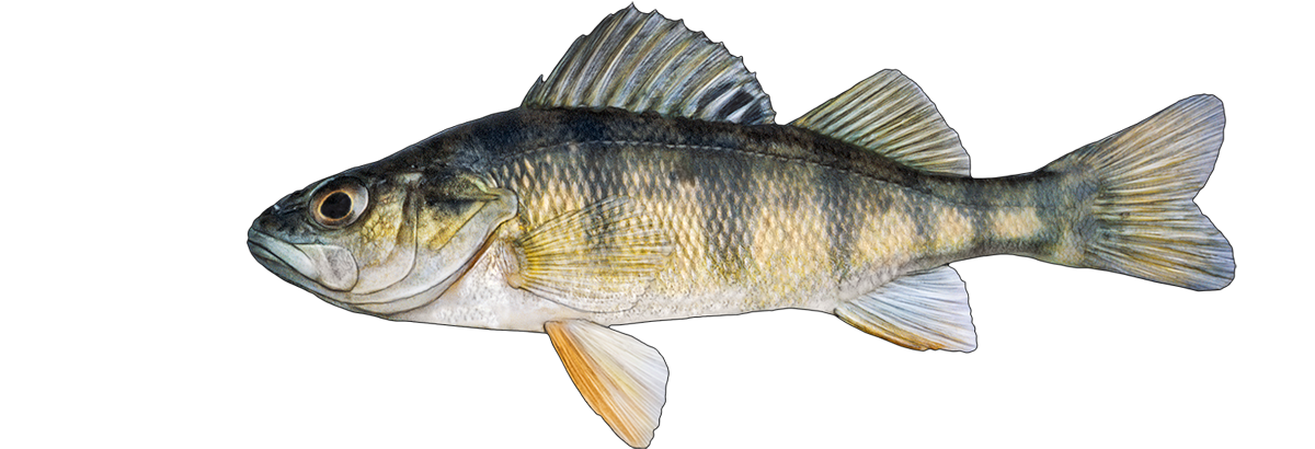baits for yellow perch