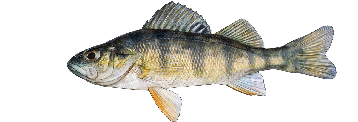 Yellow Perch Goby Fishing Bait