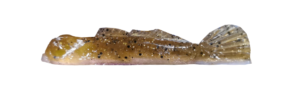 Natural Goby/Copper (G002-007)