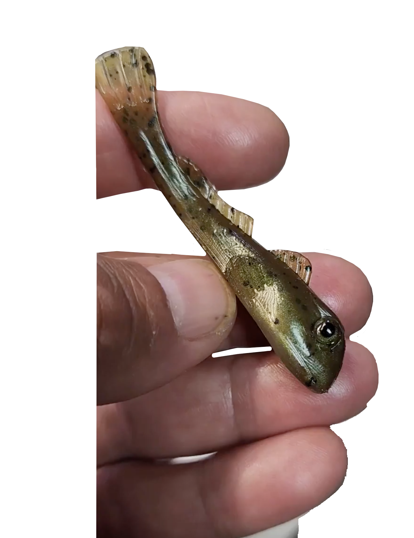 GRUMPY Eyes (Clear) + ROUND Goby (Lake Simcoe Goby)