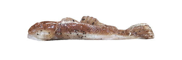 Brown Goby/Silver (G001-008)