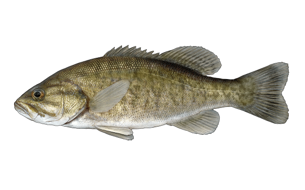 Smallmouth Bass