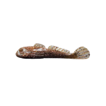 GOLIATH GOBY CLEARANCE