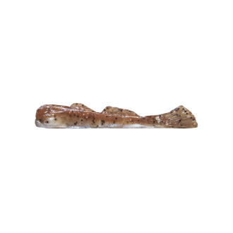 BABY GOBY
