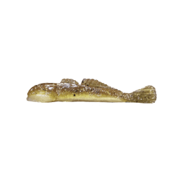 GRUMPY Goby