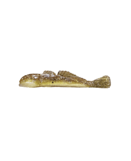 GRUMPY Goby