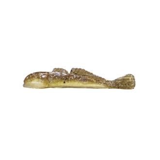 GRUMPY Goby