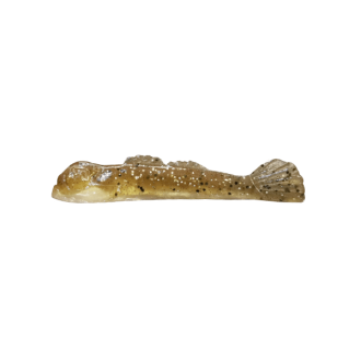 GOOGLE EYE GOBY