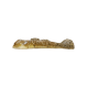 GOOGLE EYE GOBY