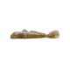 Mini Goby