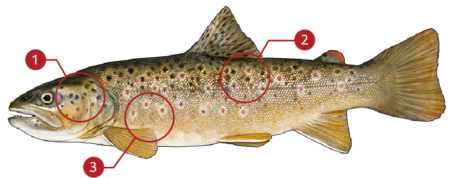 Smallmouth-bass-identification