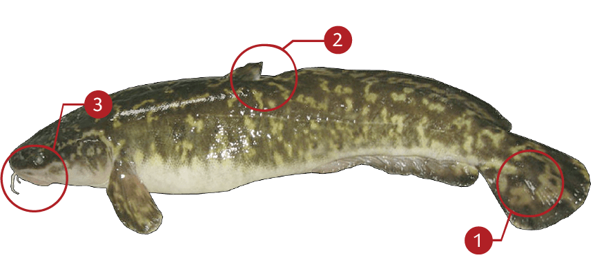 Smallmouth-bass-identification