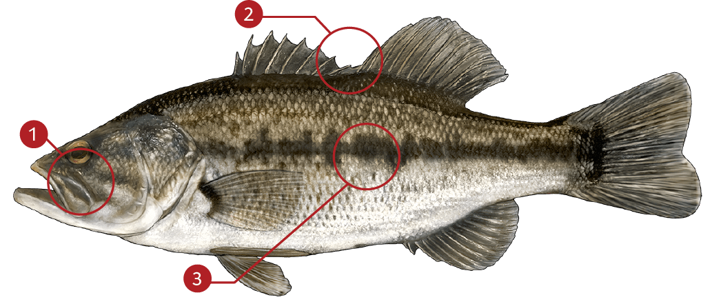 Smallmouth-bass-identification