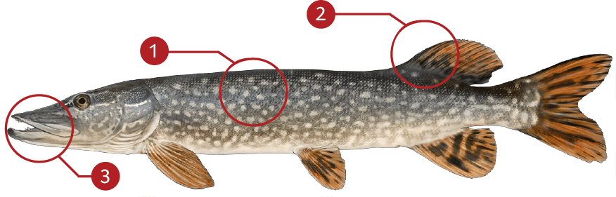 Smallmouth-bass-identification