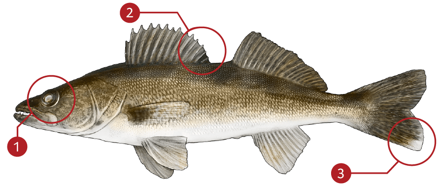 Smallmouth-bass-identification