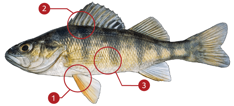 Smallmouth-bass-identification