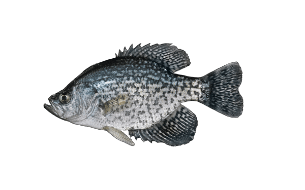 Black Crappie