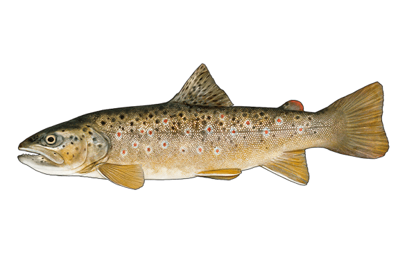 Brown Trout