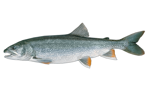 Lake Trout