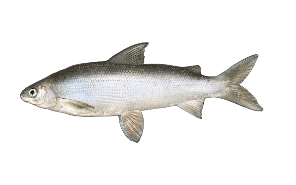 Lake Whitefish