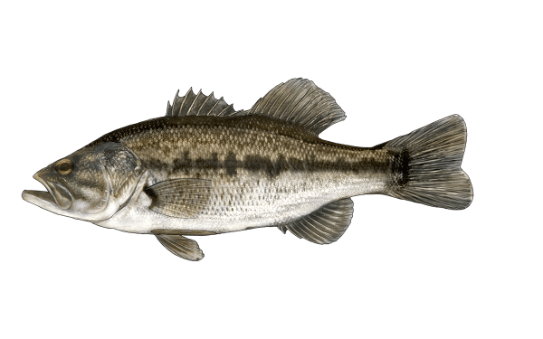 Largemouth Bass