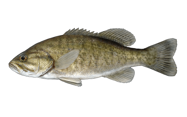 Smallmouth Bass