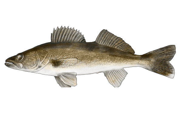 Walleye