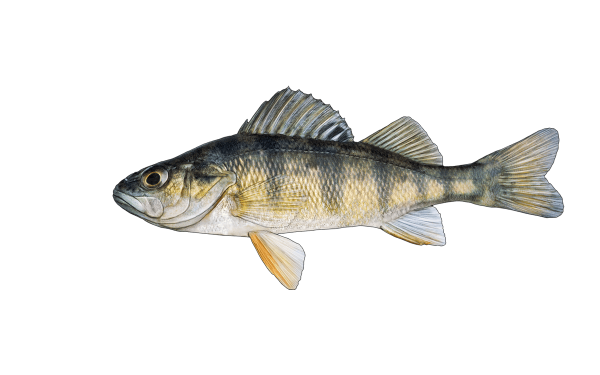 Yellow Perch