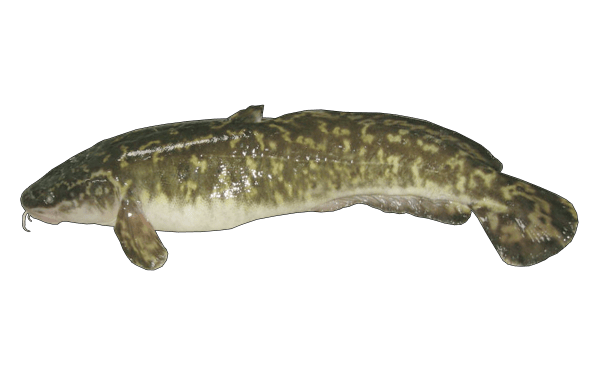 Burbot