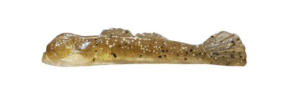 GOOGLE EYE GOBY