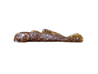 Brown Goby/Gold (022) (-CAD$4.00)