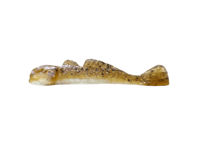 Lake St. Clair Goby (32) (+CAD$1.00)