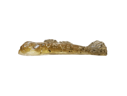 GOOGLE EYE GOBY