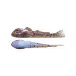 ROUND Goby