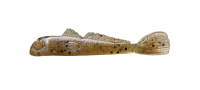 Jumbo Perch: Goby Series Slam Pack - SAVE 15%